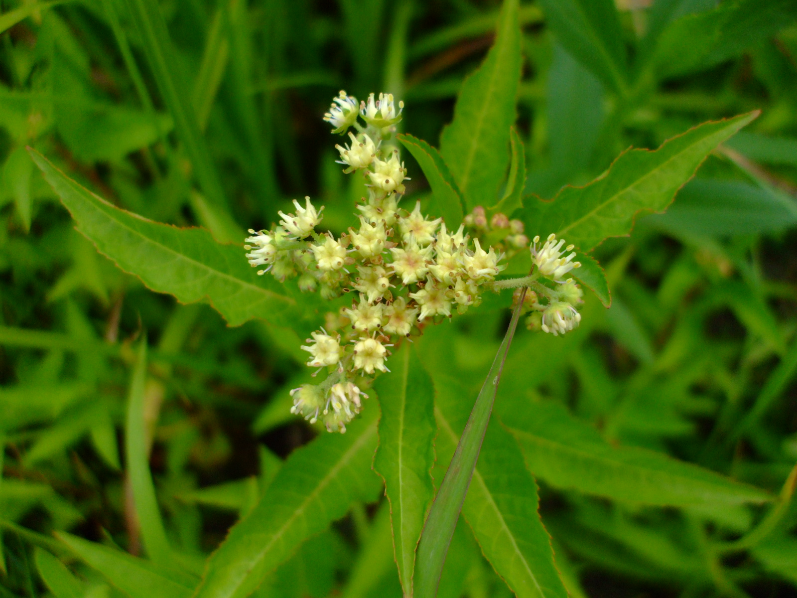 Penthorum sedoides